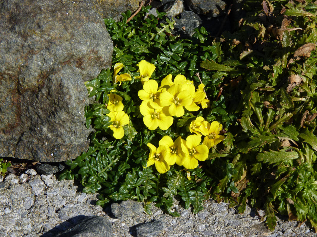 Morisia monanthos photo